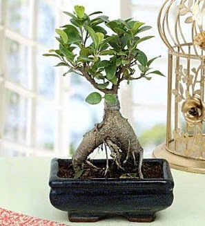 Appealing Ficus Ginseng Bonsai  Tunceli iekiler 
