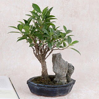 Japon aac Evergreen Ficus Bonsai  Tunceli iek servisi , ieki adresleri 