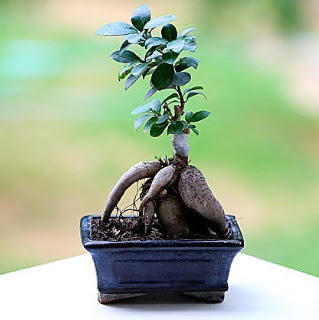 Marvellous Ficus Microcarpa ginseng bonsai  Tunceli iek , ieki , iekilik 