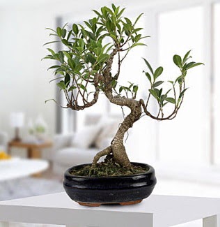 Gorgeous Ficus S shaped japon bonsai  Tunceli 14 ubat sevgililer gn iek 