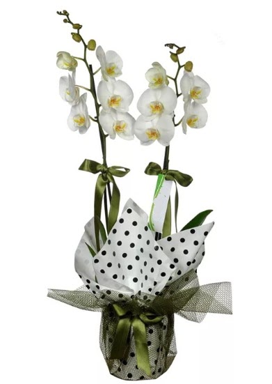 ift Dall Beyaz Orkide  Tunceli internetten iek sat 
