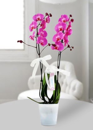 Çift dallı mor orkide  Tunceli çiçekçi telefonları 