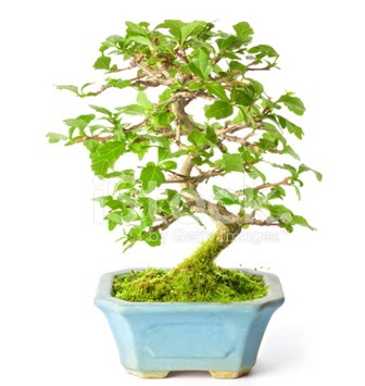 S zerkova bonsai ksa sreliine  Tunceli iek online iek siparii 