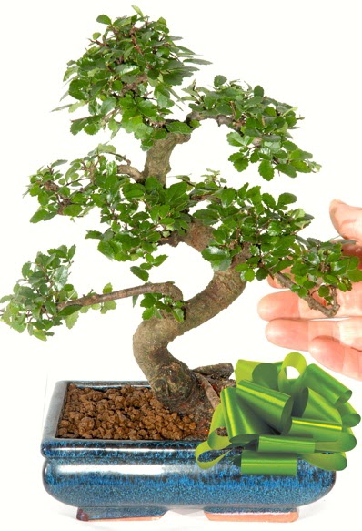 Yaklak 25 cm boyutlarnda S bonsai  Tunceli iek yolla 