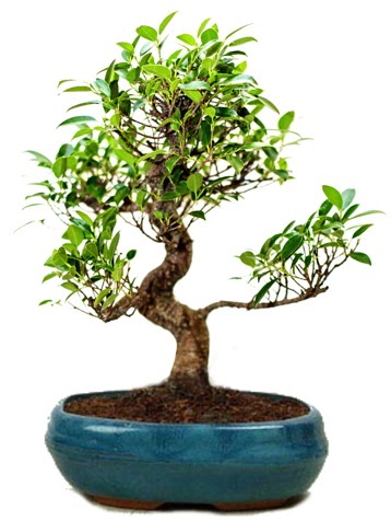25 cm ile 30 cm aralığında Ficus S bonsai  Tunceli çiçek servisi , çiçekçi adresleri 