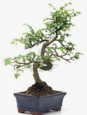 S gvde bonsai minyatr aa japon aac  Tunceli yurtii ve yurtd iek siparii 