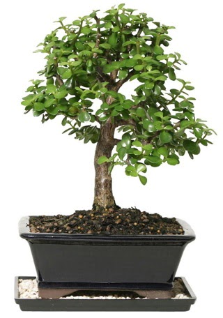 15 cm civar Zerkova bonsai bitkisi  Tunceli iek yolla 
