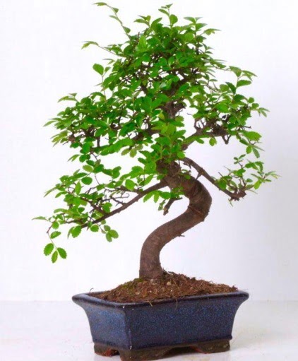 S gvdeli bonsai minyatr aa japon aac  Tunceli iek servisi , ieki adresleri 