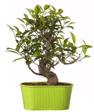 Ficus S gövdeli muhteşem bonsai  Tunceli çiçek yolla 