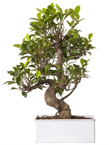 Exotic Green S Gvde 6 Year Ficus Bonsai  Tunceli iek servisi , ieki adresleri 