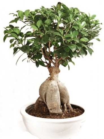 Ginseng bonsai japon aac ficus ginseng  Tunceli iek online iek siparii 