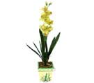 Özel Yapay Orkide Sari  Tunceli hediye sevgilime hediye çiçek 
