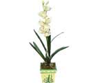 Özel Yapay Orkide Beyaz   Tunceli anneler günü çiçek yolla 