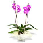 Tunceli yurtiçi ve yurtdışı çiçek siparişi  Cam yada mika vazo içerisinde  1 kök orkide