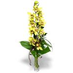  Tunceli çiçek online çiçek siparişi  cam vazo içerisinde tek dal canli orkide