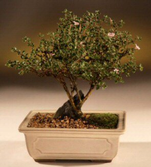 ithal bonsai saksi çiçegi  Tunceli cicek , cicekci 