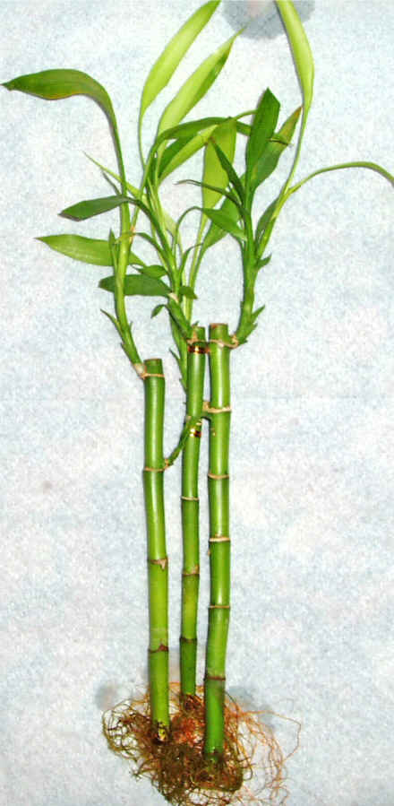 Lucky Bamboo 3 adet vazo hediye edilir   Tunceli hediye iek yolla 