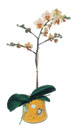  Tunceli ucuz çiçek gönder  Phalaenopsis Orkide ithal kalite