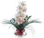  Tunceli çiçek yolla  Dal orkide ithal iyi kalite