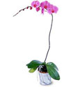  Tunceli çiçekçi mağazası  Orkide ithal kaliteli orkide 