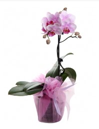 1 dal pembe orkide saksı çiçeği  Tunceli cicekciler , cicek siparisi 