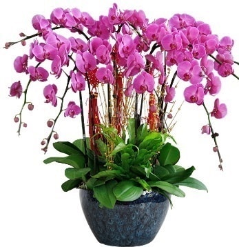 9 dallı mor orkide  Tunceli internetten çiçek satışı 