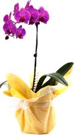  Tunceli çiçek yolla  Tek dal mor orkide saksı çiçeği