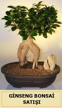 İthal Ginseng bonsai satışı japon ağacı  Tunceli çiçek yolla 