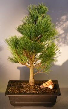 Çam ağacı japon ağacı bitkisi bonsai  Tunceli güvenli kaliteli hızlı çiçek 