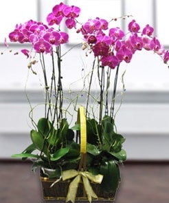 7 dallı mor lila orkide  Tunceli çiçek servisi , çiçekçi adresleri 