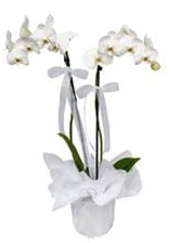 2 dallı beyaz orkide  Tunceli uluslararası çiçek gönderme 