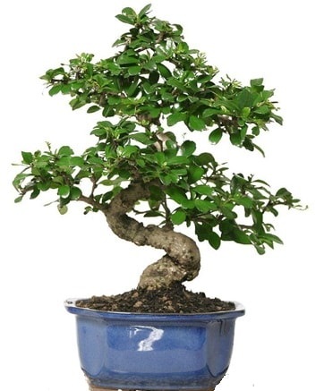 21 ile 25 cm arası özel S bonsai japon ağacı  Tunceli güvenli kaliteli hızlı çiçek 